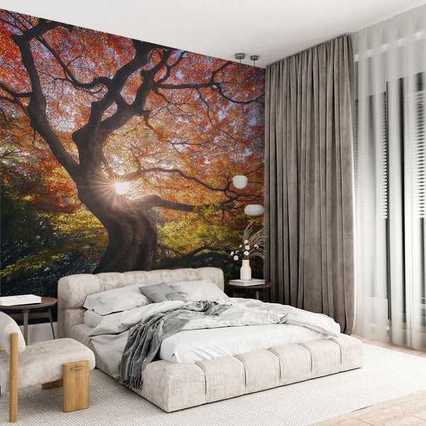 El otoño brilla en un árbol iluminado por el sol